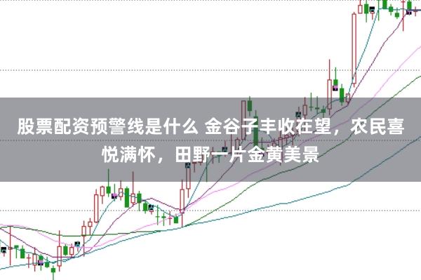 股票配资预警线是什么 金谷子丰收在望，农民喜悦满怀，田野一片金黄美景